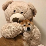 芋安妮