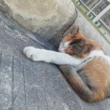 猫躺