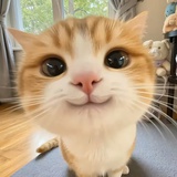 泥不要哇哇叫