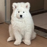 在伊琪