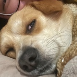 汤圆小王子
