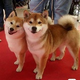 二三