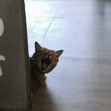 一只企鹅