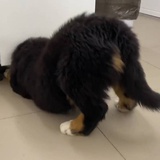 大屁股甩你脸上