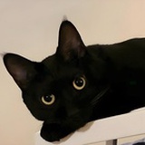 我一星的不用看