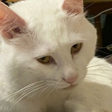 八八七