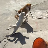 烤鸭鸭吖