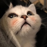 季玖