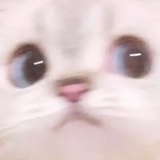 杰尼龟