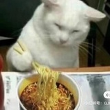 猫猫逮捕