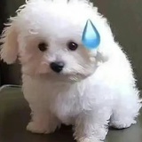 哦豁