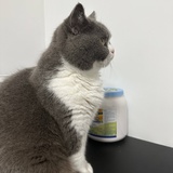 小呆呆鸭
