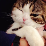 然·猫