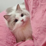 静静