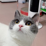 猪皮的麻麻