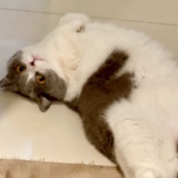 SummerYangL