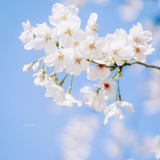 梨花白