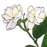 茉莉