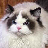 笨猪爱好者