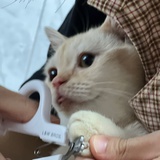 Nemo
