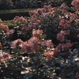 北海道没有冬天