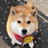 桑 楊