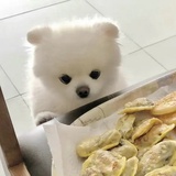 小猫在烘焙