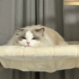 七号星
