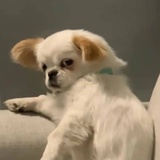 plom