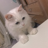 qp qp