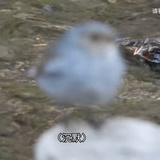 梦付千秋星垂野