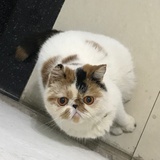 随时秀猫