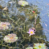 路遥芝麻粒☼