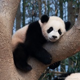 内向小狗:(