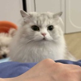 bbbemo