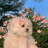 云朗