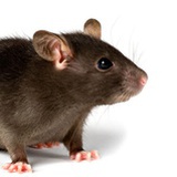 Rat