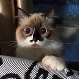 琦宝