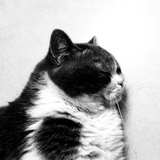 Chumi8