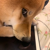 夜桜