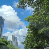 枫树兜