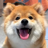 一个肉包子