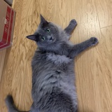 巴拉巴拉yyy