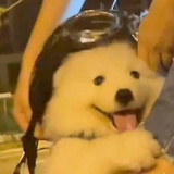 塞纳河小鲨