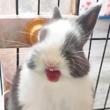 不要叫我小蛋糕