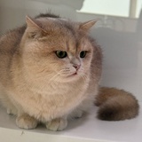momo（重生版