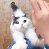 橙吖。