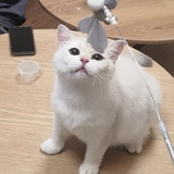 CharLin查林