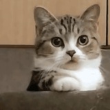 阿呱