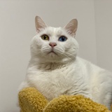 猫耳朵